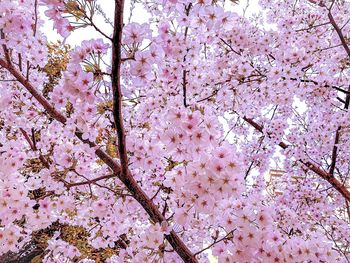 Low angle view of pink flowering tree