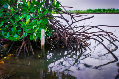 Plants by lake against sky