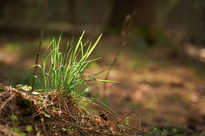 grass