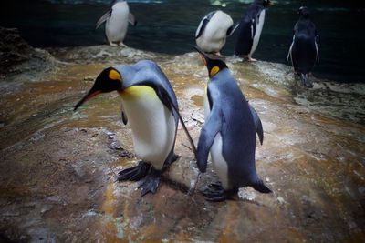 High angle view of penguins on rock in sea