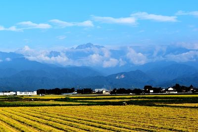 Scenic view of agricultural field against sky