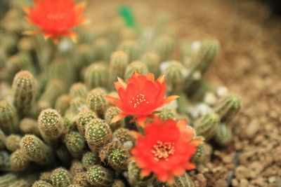 Close-up of flowers blooming outdoors