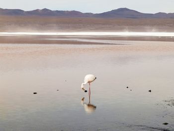 View of birds on beach