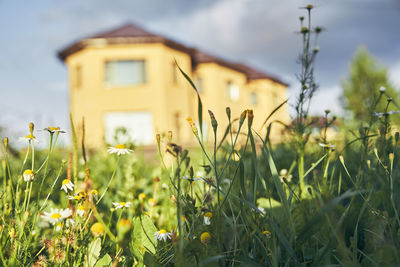 Plants growing on field