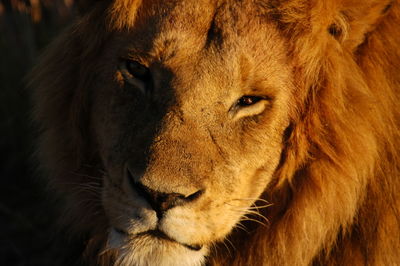 Close-up of cat looking away
