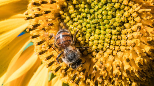 Close-up of bee on yellow flower