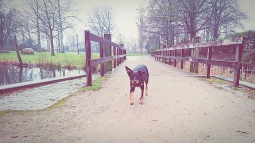 Dog in park