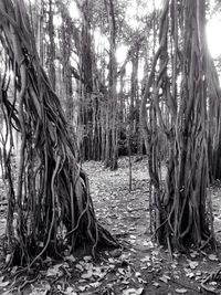 Trees in forest