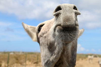 Close-up of a horse on field