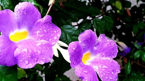 Close-up of wet purple flower in rain