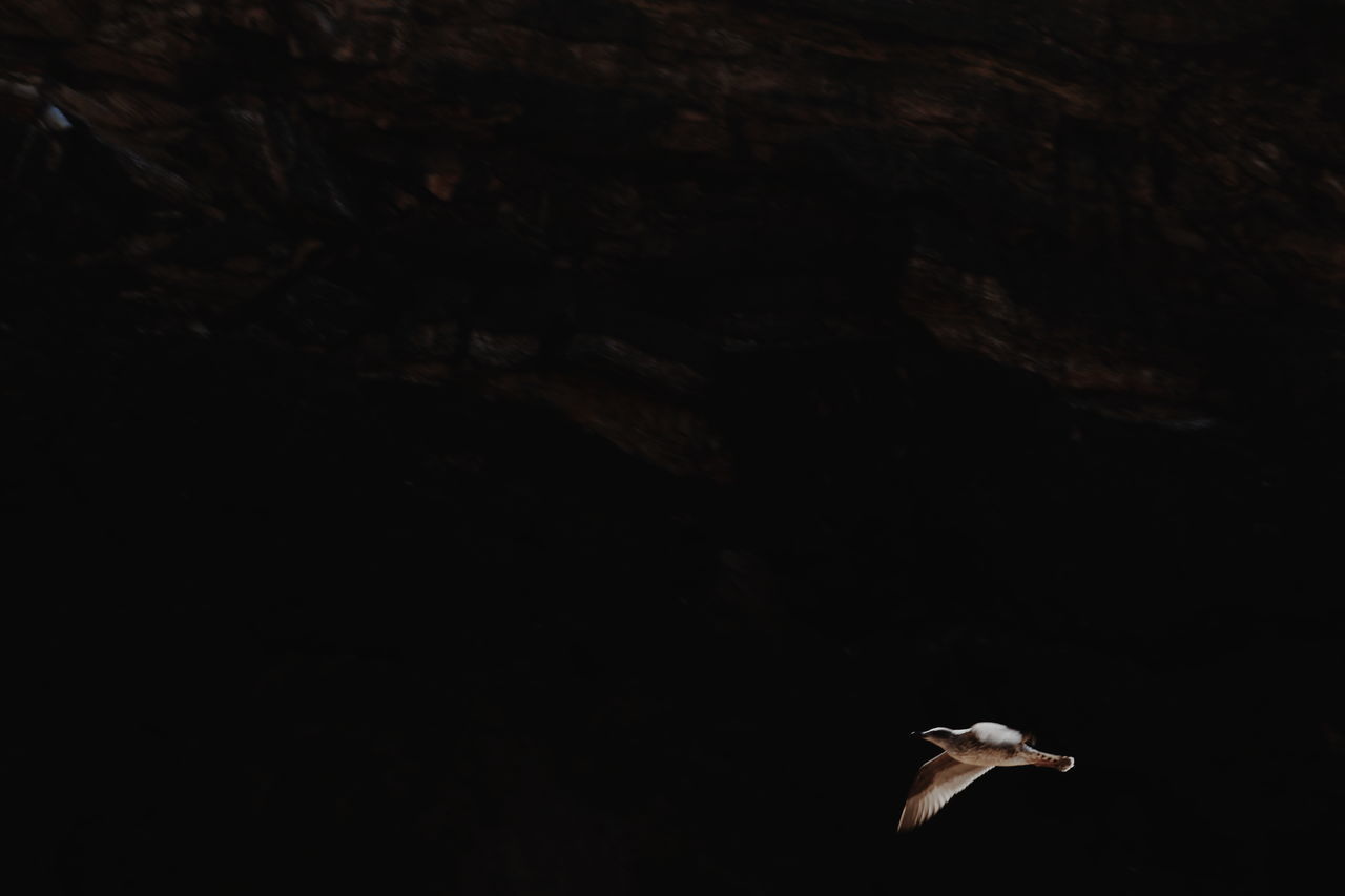 HIGH ANGLE VIEW OF SEAGULL FLYING IN THE DARK