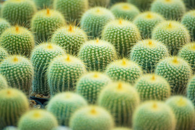 Full frame shot of succulent plant