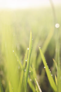 Close-up of dew drops on grass