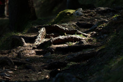 Close-up of moss growing on tree trunk