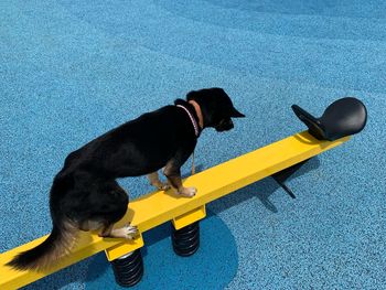 High angle view of dog on street