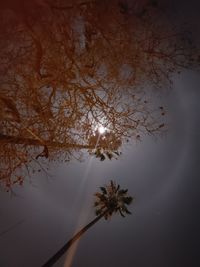 Low angle view of tree against sky at night