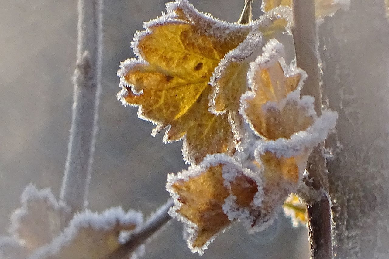 CLOSE-UP OF FROZEN PLANTS HANGING ON SNOW COVERED PLANT