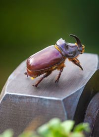 Rhinoceros beetle on a screw