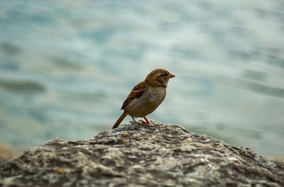 Close-up of bird perching on rock by lake