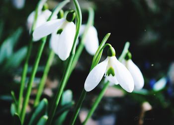 Close-up of white flowering plant