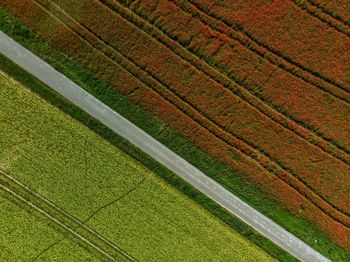 High angle view of colored field