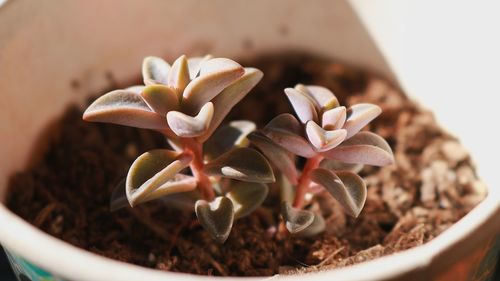 Close-up of potted plant