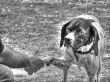 Close-up of dog hand on land