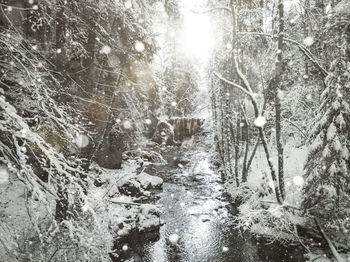 Snow covered land and trees in forest