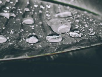 Close-up of raindrops on flower