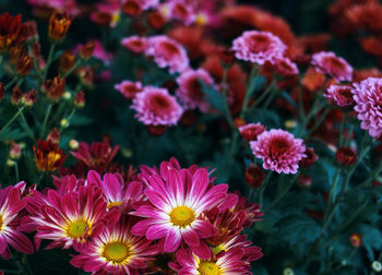 Close-up of pink flowering plants