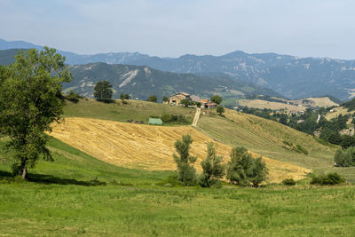 Scenic view of agricultural field against sky