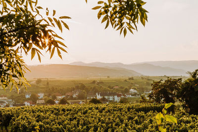 Beautiful sunset over vineyards with leaves in the foreground, sunrise landscape