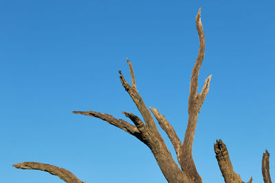 Deadvlei during sunrise with camel thorn trees