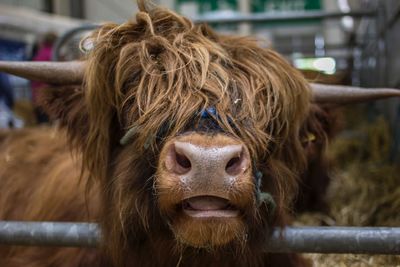 Close-up portrait of horse