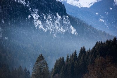 Low angle view of pine trees in forest against sky