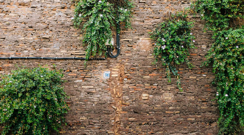 Plants growing on ruined wall