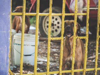 Close-up of dog behind fence