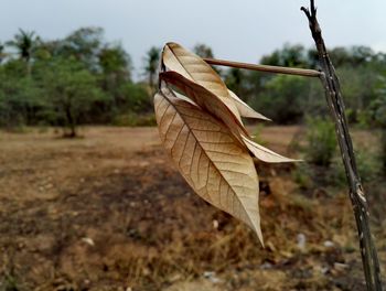 Close-up of tree against sky