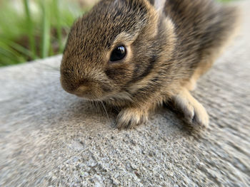 Close-up of a rabbit