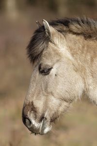 Close-up of a horse