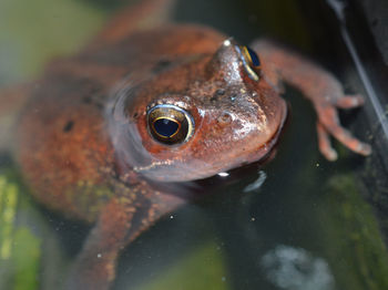 Close-up of frog swimming in pond