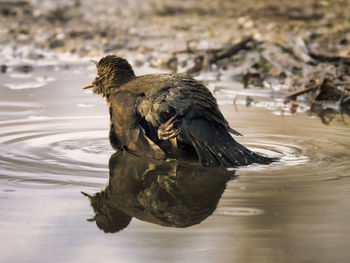 Close-up of blackbird bathes