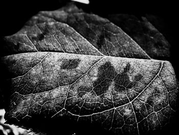 Close-up of leaf