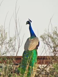 Peacock perching on bare tree in field against clear sky