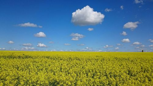 Scenic view of oilseed rape field against sky