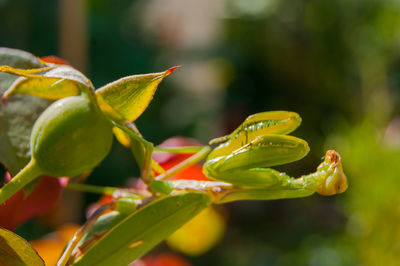 Close-up of red flowering plant