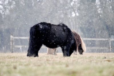 Side view of a shetland ponies in snow in fenced field 