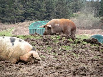 Pigs grazing at farm