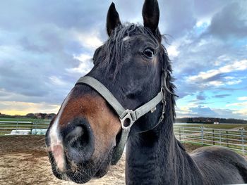 Close-up of a horse on field