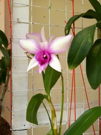 Close-up of pink flower blooming outdoors